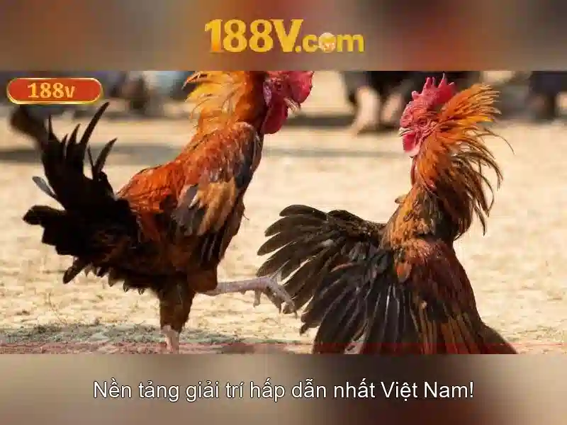 Huong dan ca cuoc da ga truc tuyen tai 188v