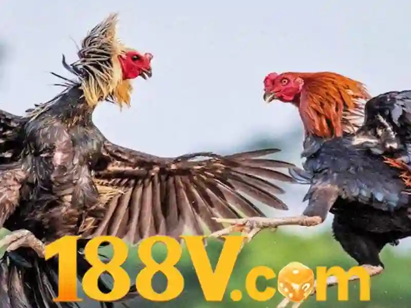 Giao diện nhà cái hoàn hảo